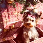 christmas gift ideas