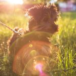 best dogs for families